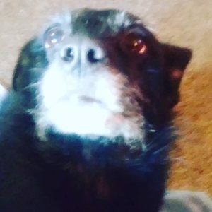 Meet your Posher, Penny